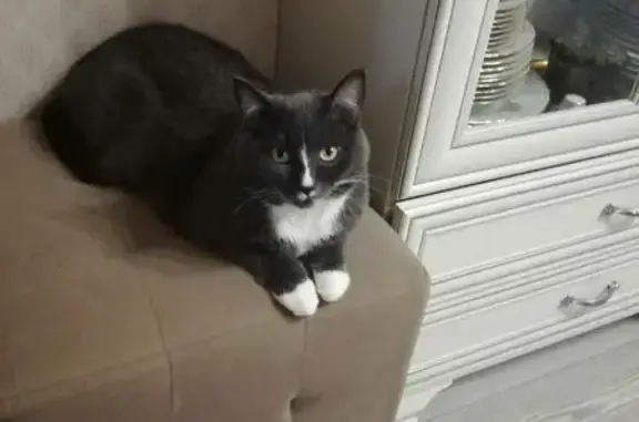 Кошки потеряшки, Санкт-Петербург, фото: Потеряшка кошка на Народной улице, Санкт-Петербург, Окрас пепельный, цвет глаз жёлтый.