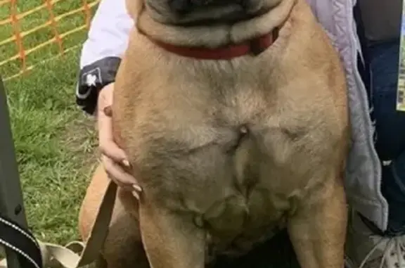 Собаки потеряшки, Москва, фото: Потеряшка собака Эльза, бульмастиф Молзино.