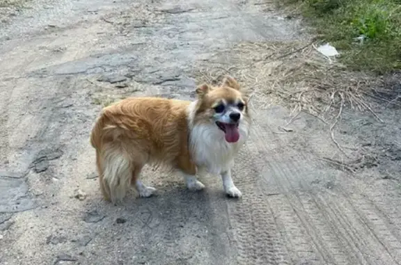 Найдена собака, Чехов-3, фото: Собака бездомная: 46Н-12392, 3, Чехов-3