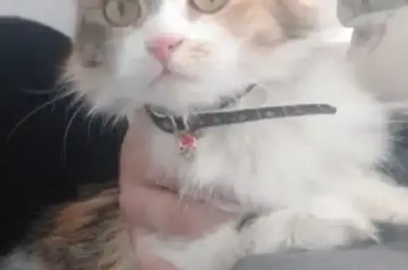 Пропала кошка на Революционной, 16 в Стерлитамаке