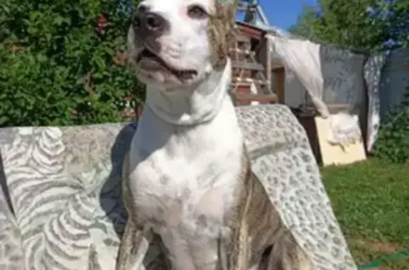 Собаки потеряшки, Москва, фото: Потеряшка собака Эмма, порода Амстафы, 46Н-11690