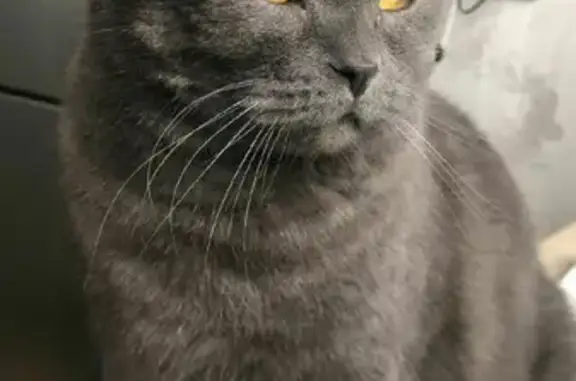 Кошки потеряшки, Санкт-Петербург, фото: Потеряшка кошка на Выборгской, вознаграждение гарантируем