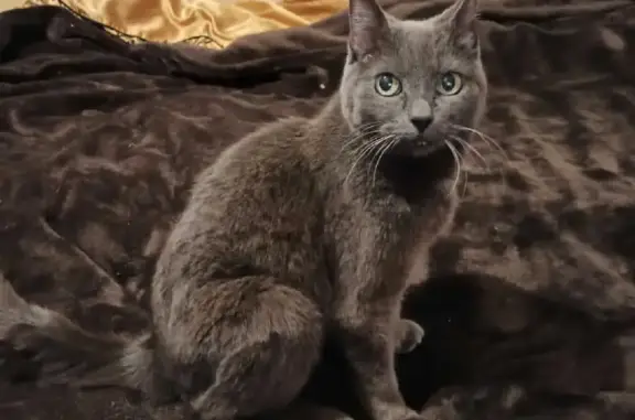 Пропала кошка Клёпа из дома на СПб пр-кте, возрастная и слабослышащая