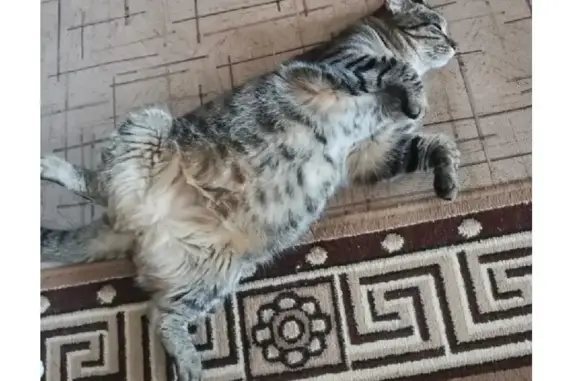 Пропала кошка на улице Дзержинского, Ноябрьск