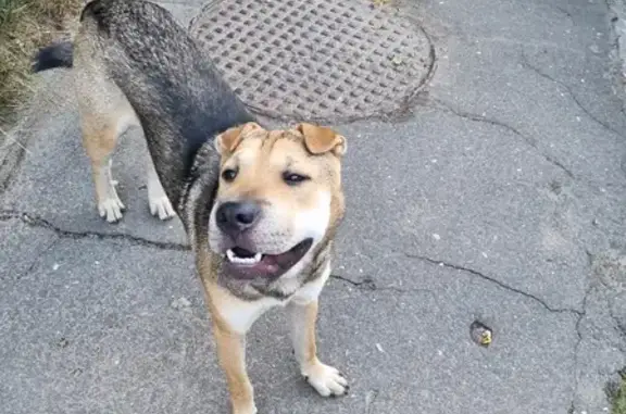 Собака найдена на улице Маршала Конева, 5 к2 в Твери