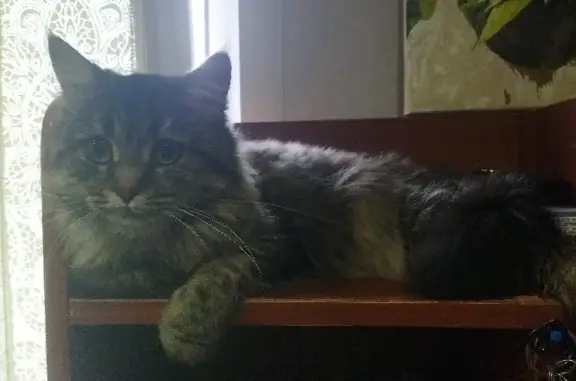 Кошки потеряшки, Пенза, фото: Потеряшка кошка Ася, ул. Рахманинова 51, Пенза