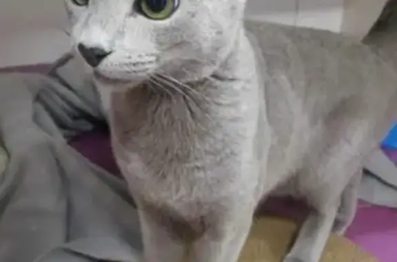 Кошки потеряшки, Москва, фото: Потеряшка кот на Южнобутовской, 109, Москва