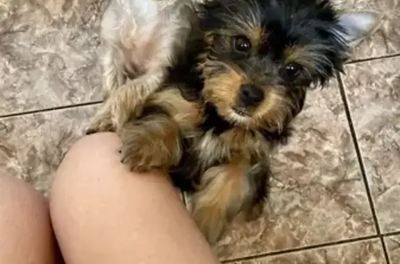 Собаки потеряшки, Новокузнецк, фото: Потеряшка собака Кика, Новокузнецк, проезд Чекистов 2.