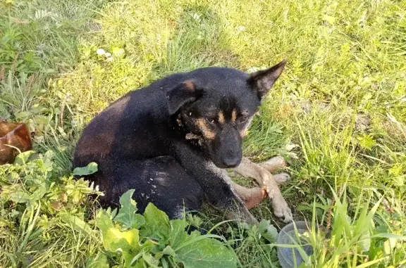 Собака найдена в деревне Иваники, Ярославская область