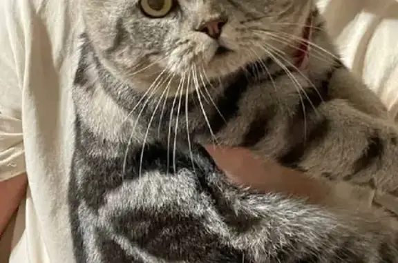 Найдена домашняя кошка в Набережных Челнах
