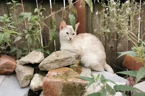 Сиамская кошка на улице Ленина, Серебряные Пруды