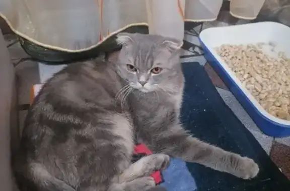 Найден вислоухий кот в Новокузнецке
