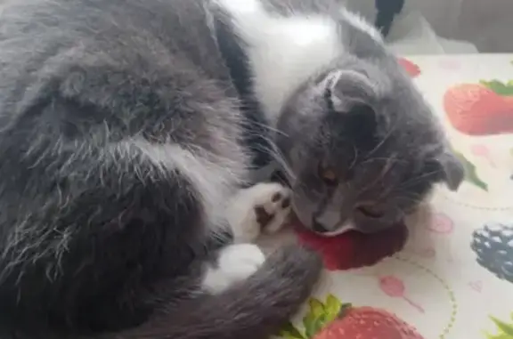 Кошки потеряшки, Вадский район, фото: Потеряшка кошка Мисата на плотине, серо-белая, Вад.