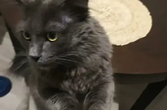 Потерянные животные Тамбов, фото: Пропала кошка на ул. Августа Бебеля, Тамбов