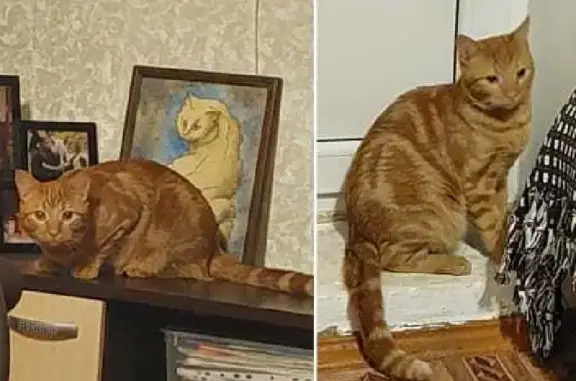 Кошки потеряшки, Москва, фото: Потеряшка кошка Хэппи на Волгоградском пр-те 101к1, Москва