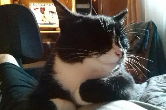 Кошки потеряшки, Медвежьегорск, фото: Потеряшка кошка с ул. Северной, адрес: Верхняя ул., 14, Медвежьегорск