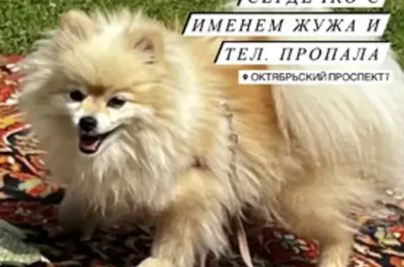 Пропала собака Бежевый шпиц девочка Жужа, Настя ищет на Октябрьском пр-те, Подольск