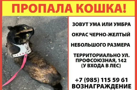 Потерянные животные Москва, фото: Пропала шотландская кошка на Профсоюзной, Москва