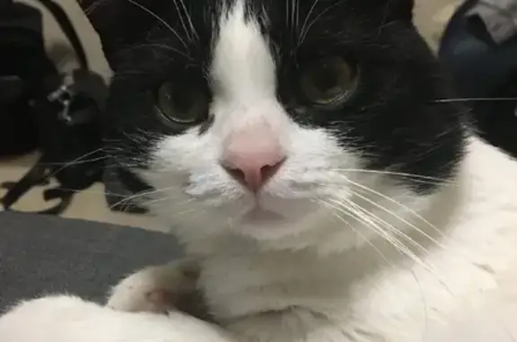 Кошки потеряшки, Омск, фото: Потеряшка кот Яша на 11-й Балтийской, Омск