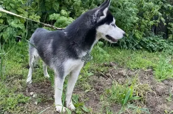 Найдена собака на ул. Багратиона, 28 в Иркутске
