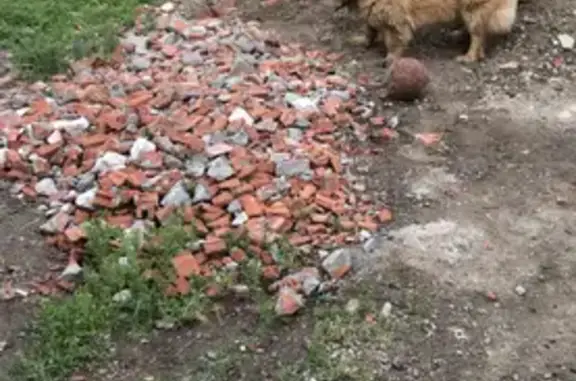 Пропала собака Рыжая на Трансформаторной 20Б в Казани