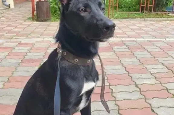 Собака найдена на Дальневосточной, Иркутск