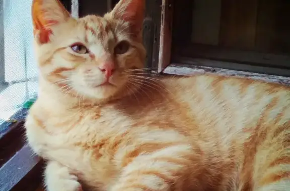 Пропала крупная рыжая кошка в Карабаново (46Н-06508)