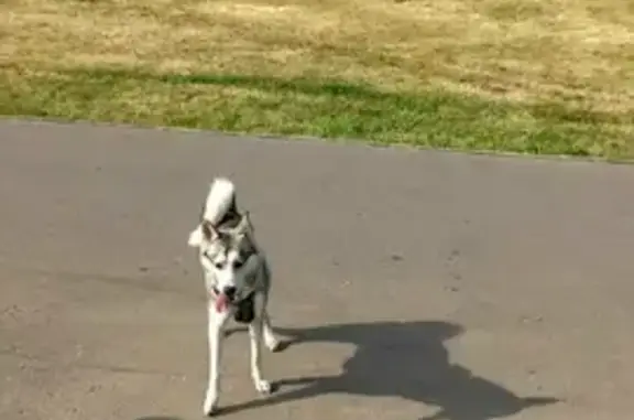 Найденные животные Москва, фото: Найдена хаски на ул. Мари в Москве