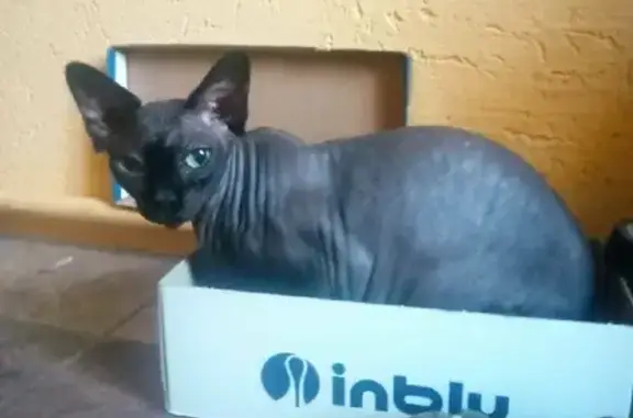 Кошки потеряшки, Ярославль, фото: Потеряшка кошка Сфинкс на Почтовой улице, Ярославль