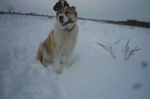 Пропала собака в Большой Грязнухе, Свердловская область