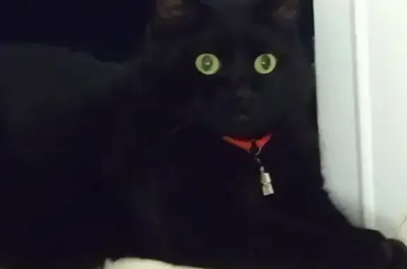 Кошки потеряшки, посёлок городского типа Кача, фото: Потеряшка кошка на Качинском шоссе