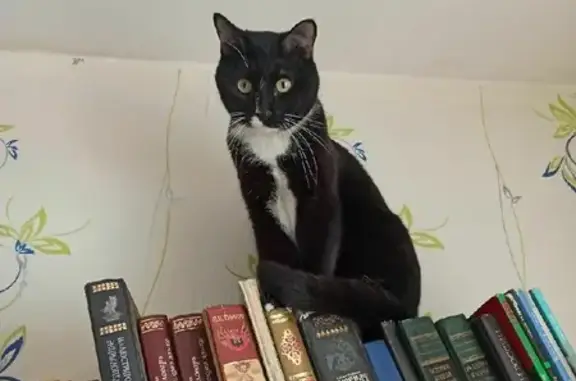 Кошки потеряшки, Казань, фото: Потеряшка кот Тёма на ул. Мусина, 70 в Казани