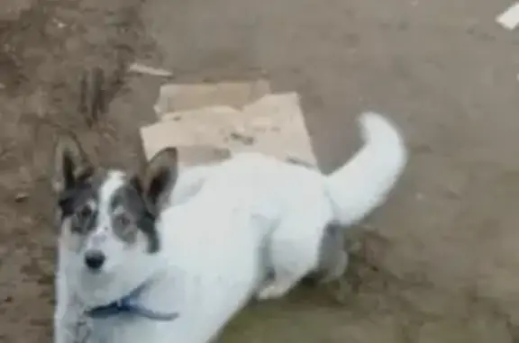 Пропала собака Банда на Амбулаторной улице, Улан-Удэ