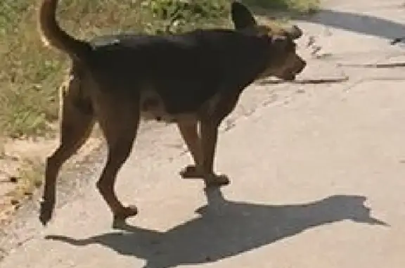 Найдена собака на улице Германа Лопатина, 5