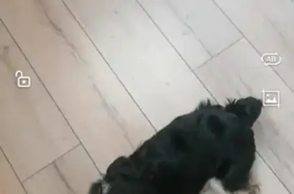 Потерянные животные Нижний Новгород, фото: Пропал немецкий як терьер Джек, ул. Большевистская 19, Н. Новгород