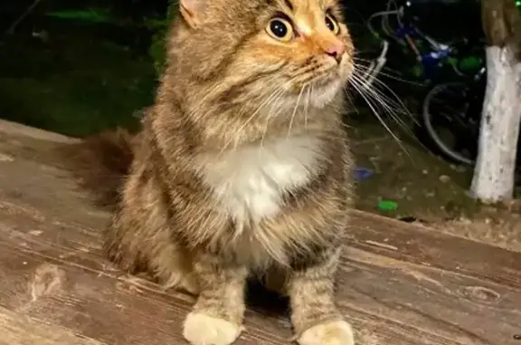 Найдена умная кошка-котенок с ошейником в Осташёво