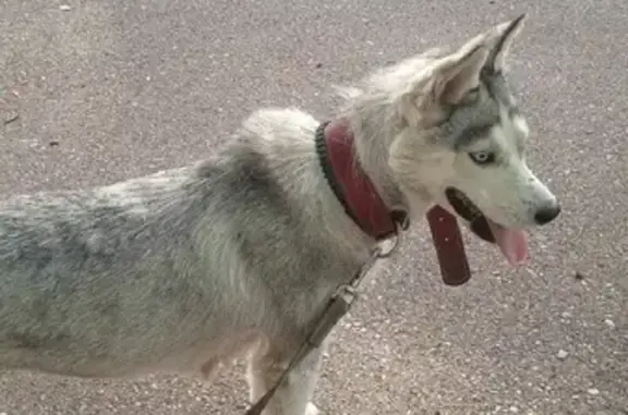 Пропала собака Бэтта на улице 50 лет ВЛКСМ, 27