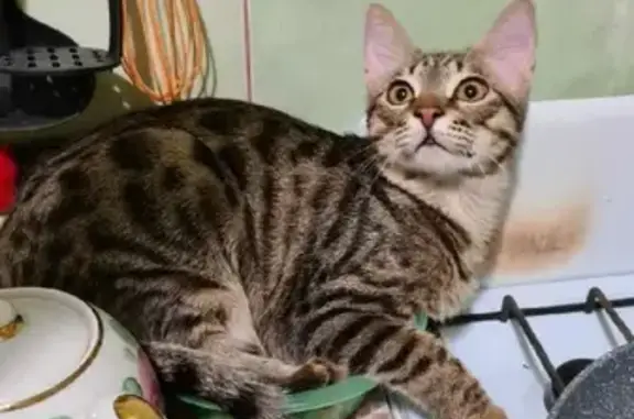 Потерянные животные Москва, фото: Пропала кошка на Профсоюзной улице, Москва