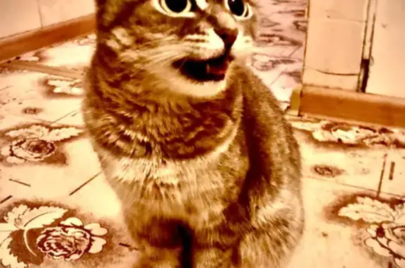 Потерянные животные Санкт-Петербург, фото: Пропала кошка на ул. Ольги Форш, 15 к4, СПб.