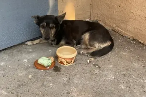 Найдена собака на ул. Ю.Фучика, 42 в Казани
