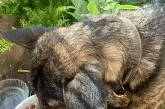 Найден пёс на Тополиной, 46 к2, Краснодар