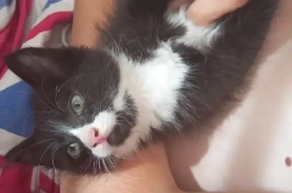 Кошки потеряшки, Омск, фото: Потеряшка кошка на 7-й Амурской, Омск.