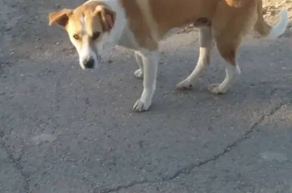 Найден Пёс на улице Автостроителей, 8, Чита