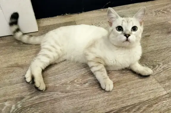 Найдена кошка Тайской породы на улице Ленина, Киров