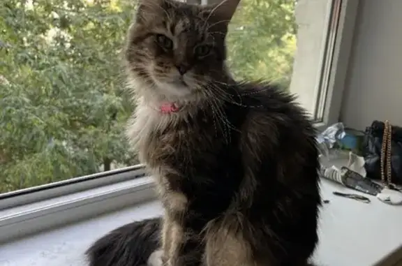 Найдена кошка, Москва, фото: Найдена домашняя кошка на Загородном шоссе, Москва