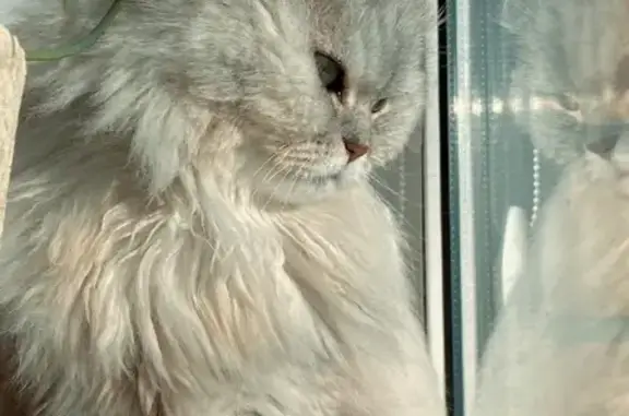 Пропала персидская кошка в Перми, ул. Варфоломеева