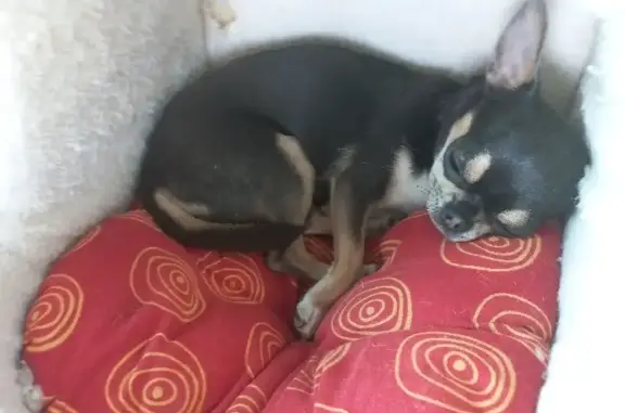 Пропала собака Боня в СНТ Металлург, ищу Чихуахуа-девочку