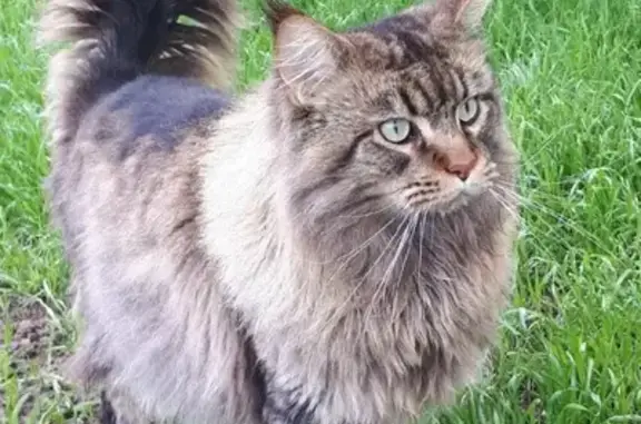 Пропала кошка на Нижне-Лермонтовской, 19 в Смоленске