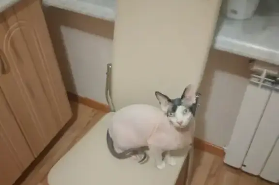 Кошки потеряшки, Тольятти, фото: Потеряшка кошка Вита на ул. Ворошилова, 39, Тольятти