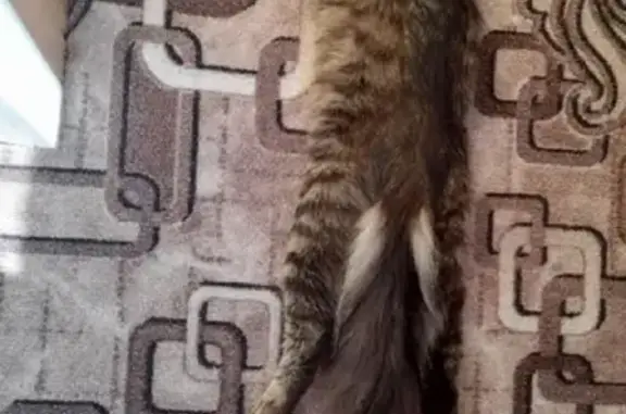 Пропала кошка на Заводской 2, Узловая